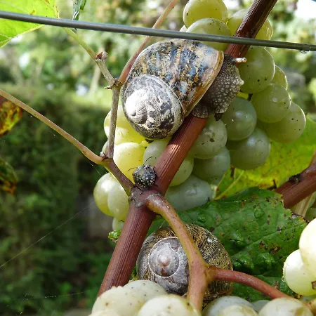 Bed & Breakfast L'escale De Bel Air D'hotes Gauriac