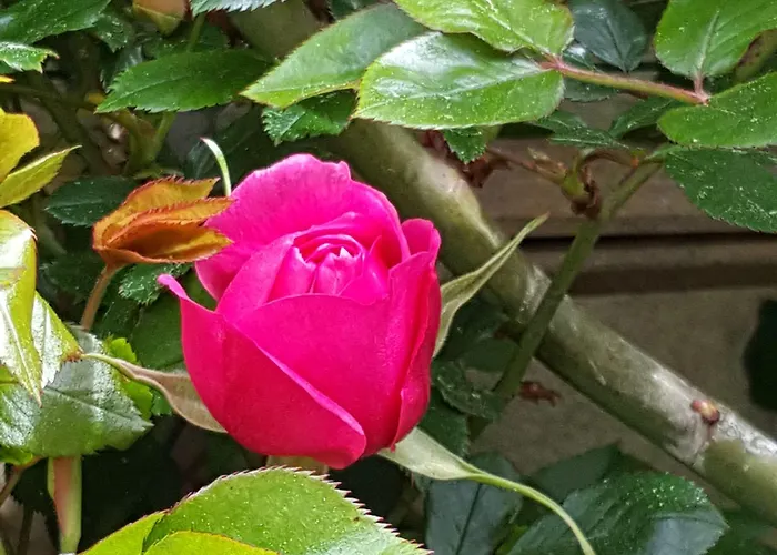 Bed & Breakfast L'escale De Bel Air D'hotes Gauriac