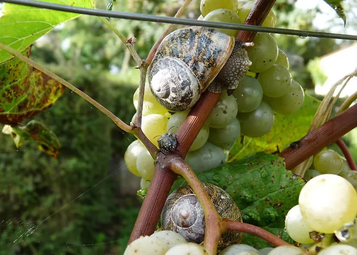 Bed & Breakfast L'escale De Bel Air D'hotes Gauriac